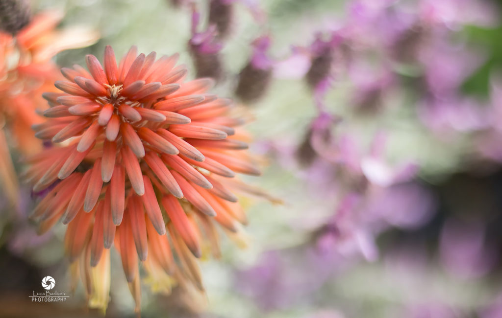 Color Flowers