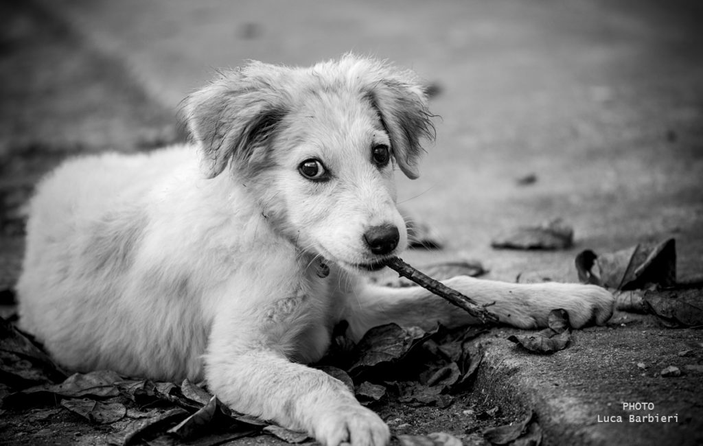 Dogs & Cats / Black & White